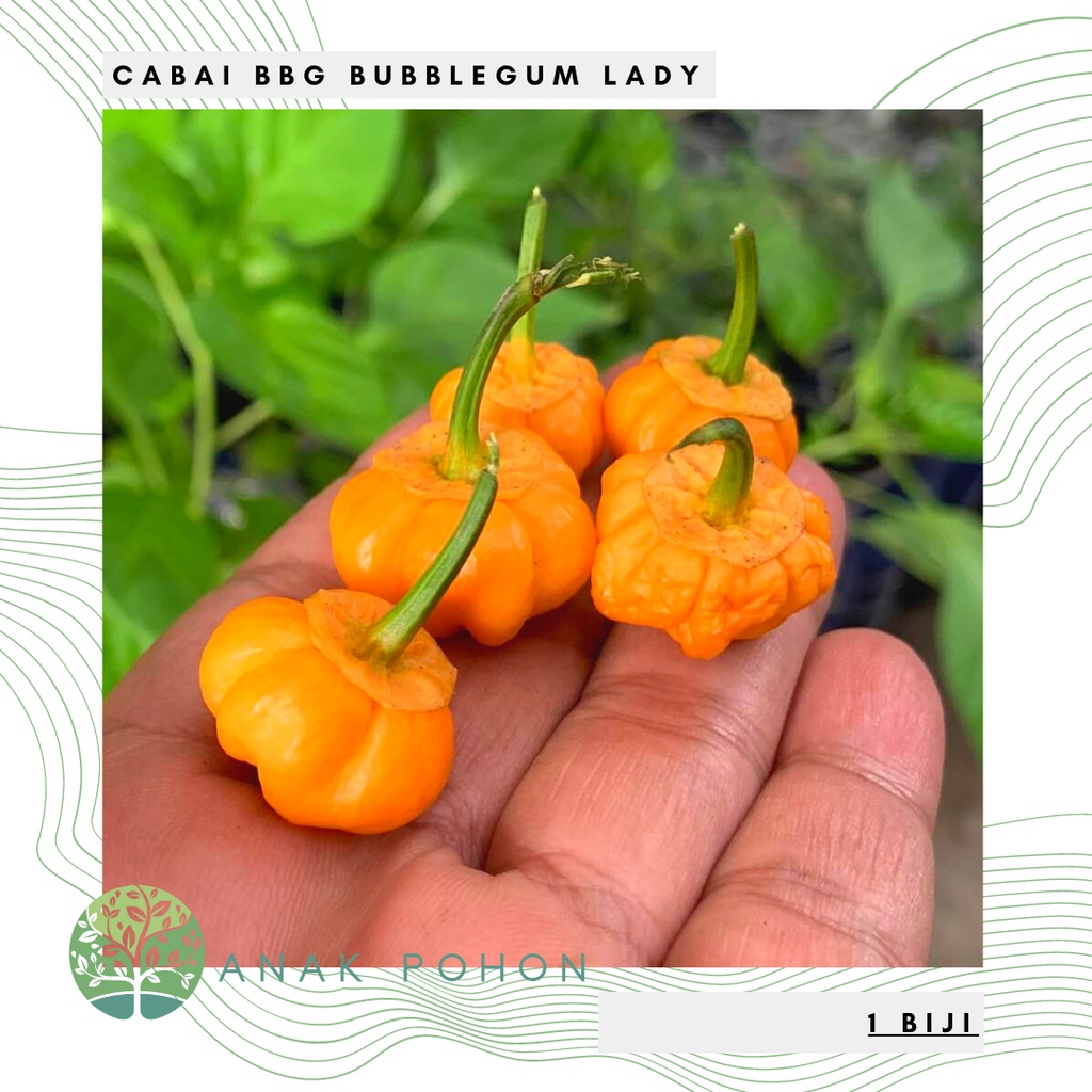 Benih Bibit Biji - Cabai BBG Bubblegum Lady's Pepper Cabe Seeds