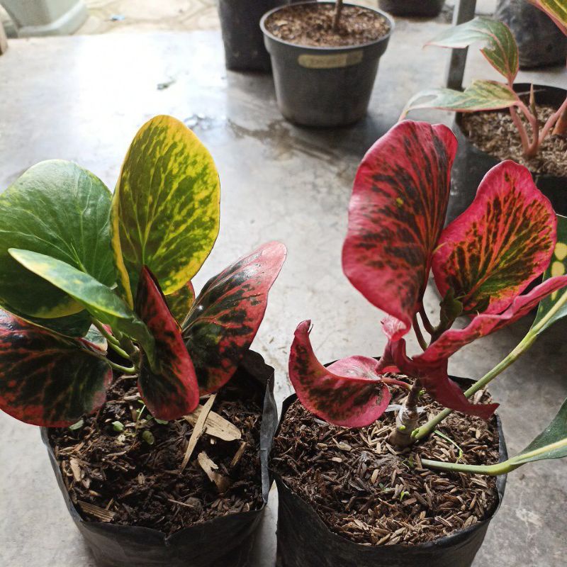 puring apel clara dan rehana