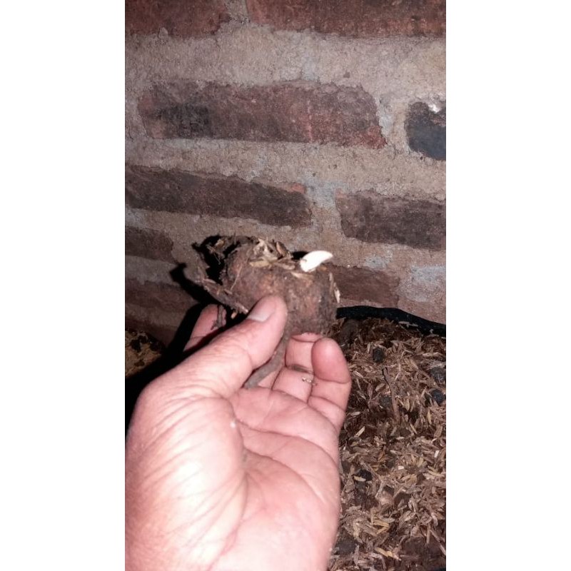 

bibit bonggol glorisum