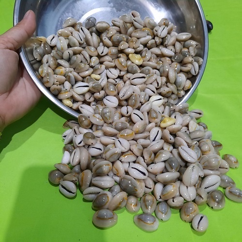 Kewul Biji Congklak Biji Dakon dari Kerang Asli Panjang 1,5 - 2 cm Uk. Sedang Dijual Perbungkus isi 50, 100, 150 dan 200 pcs.