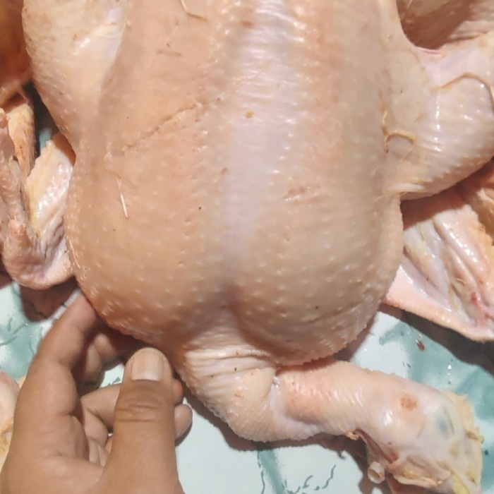 

ayam negri besar berat ± 2,5kg