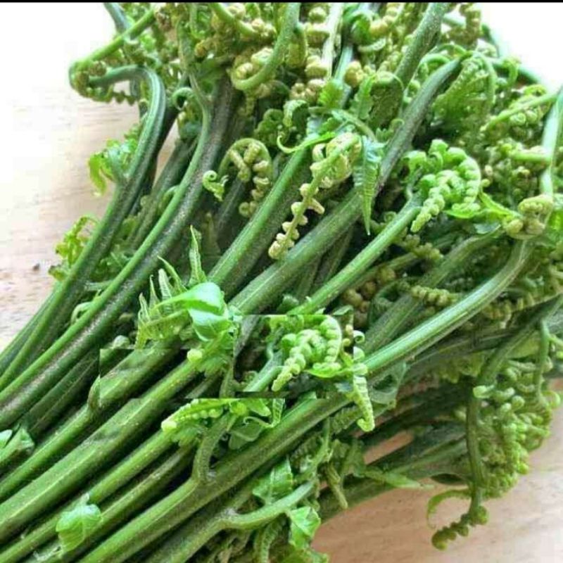 

pakis sayur segar 1 kg fresh bari di petik termurah