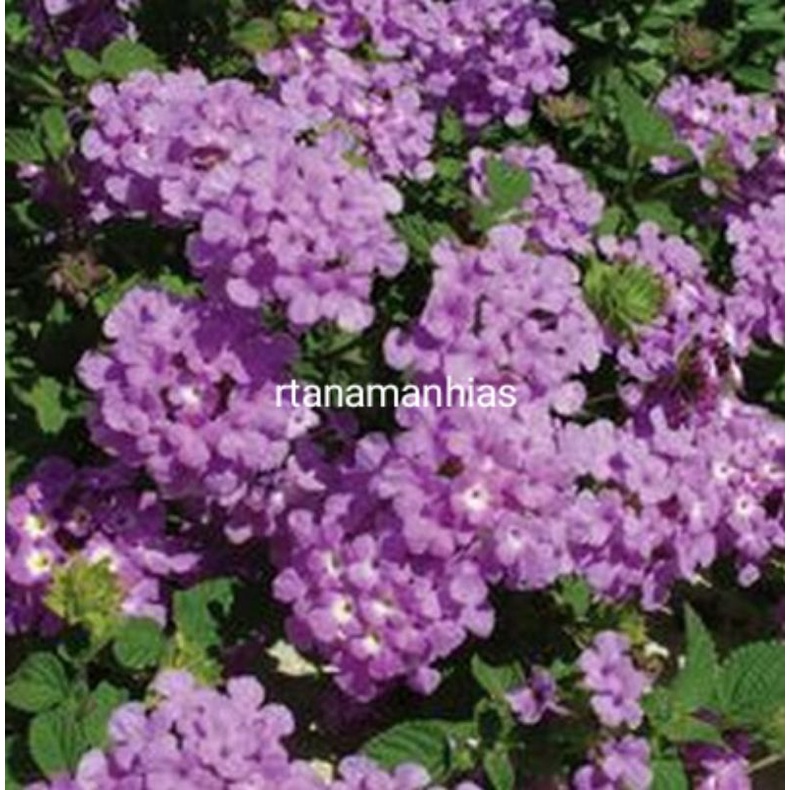 Bibit Tanaman Hias Lantana Ungu