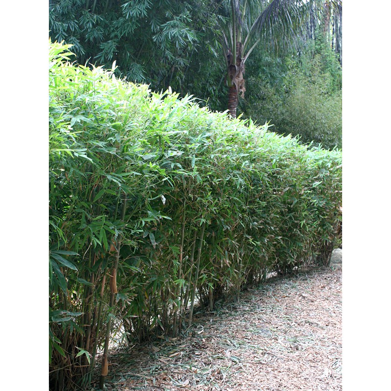 Bibit bambu pagar (cina) / Bambusa multiplex 'Green Hedge' / bambu kultur jaringan / bambu hias