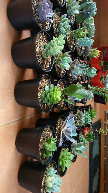 Paket Sekulen 50 Pcs