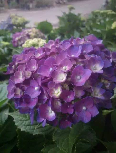 Tanaman bunga panca warna / hortensia / hydrangea