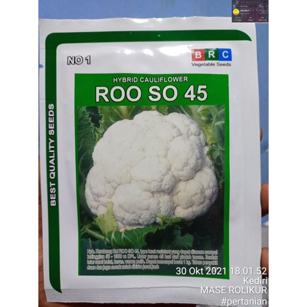 benih bunga kol bungkul ROO SO 45  isi 10g