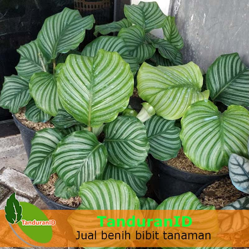 Tanaman Hias Calathea  Orbifolia Atau Calathea Presiden  