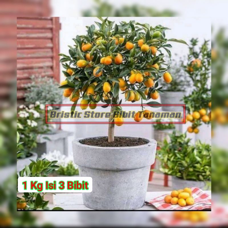 Bibit Jeruk Nagami Asli Sudah Berbuah Termurah