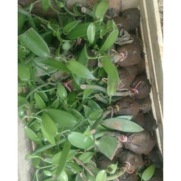 10 Bibit Vanili Plani Super Unggul