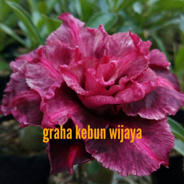 

Kamboja jepang yuijau