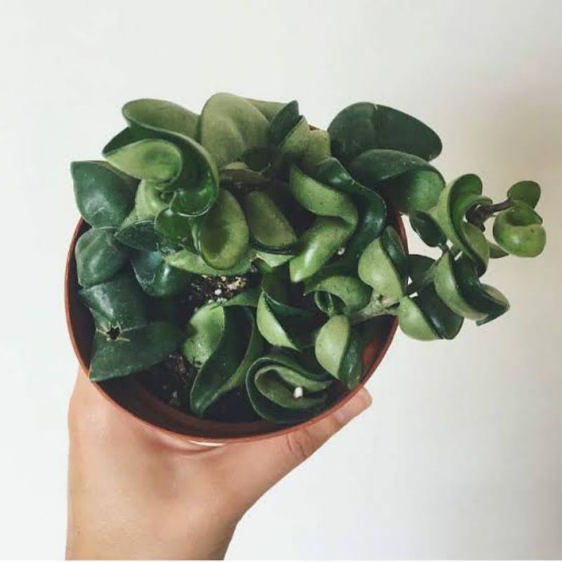 Tanaman hias Hoya compacta - tanaman gantung Hoya compacta