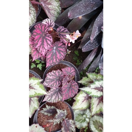 paket aglonema claudia, bambu2, pink legacy, red walet, big silver