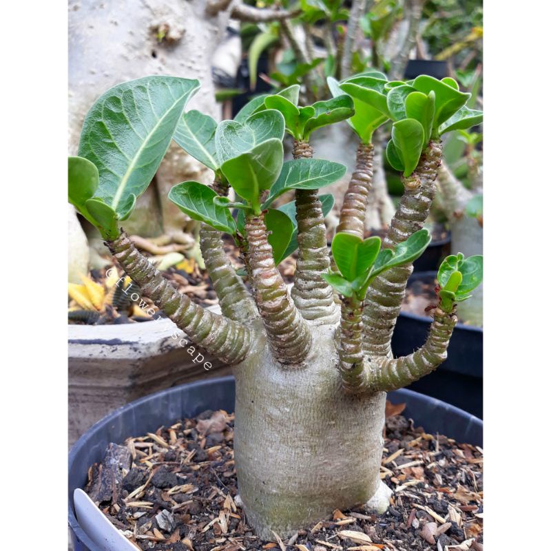 adenium godji