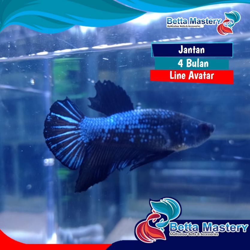 Ikan Cupang Hias Line Avatar Bahanan Betta Fish