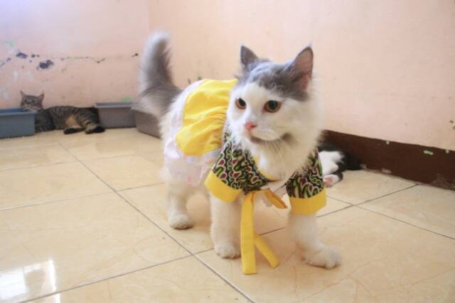 Dress hanbok batik kuning lucu untuk kucing dan anjing lucu size S-XL