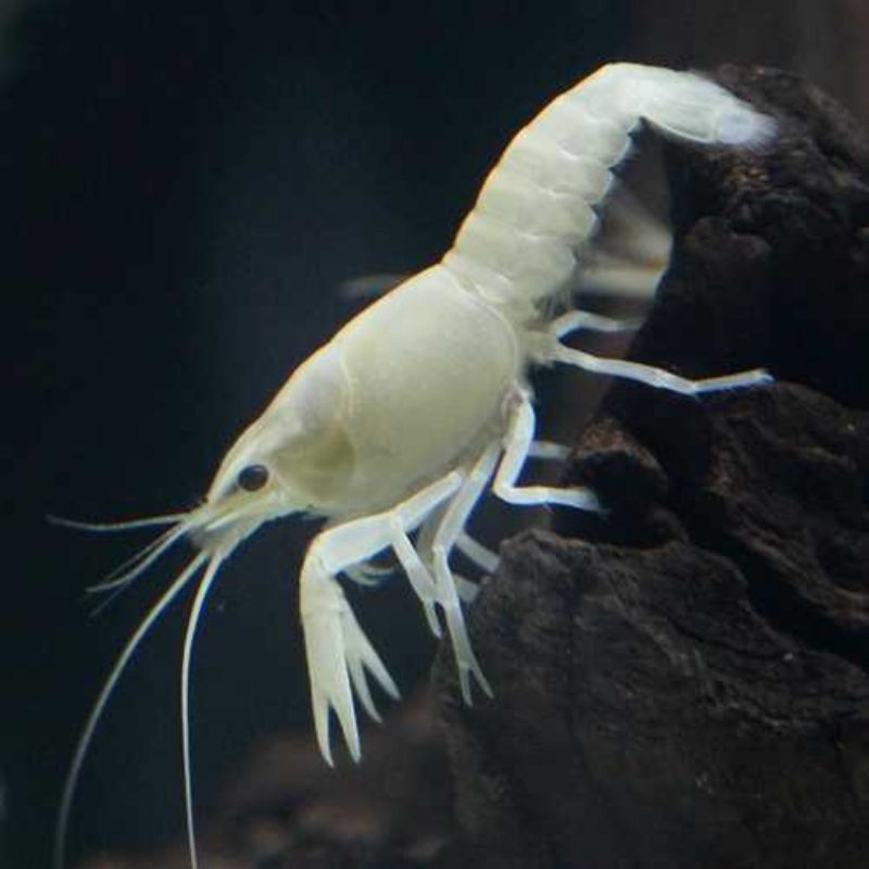 

lobst€r mini snow white