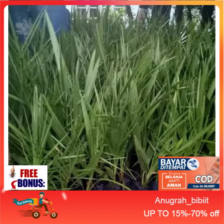 Ready 2 Bibit Buah Kurma Ajwa Jantan Dan Betina/ Bibit /Biji / Benih