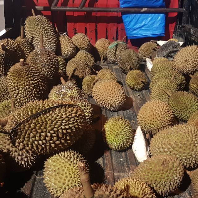 

Durian Jawa