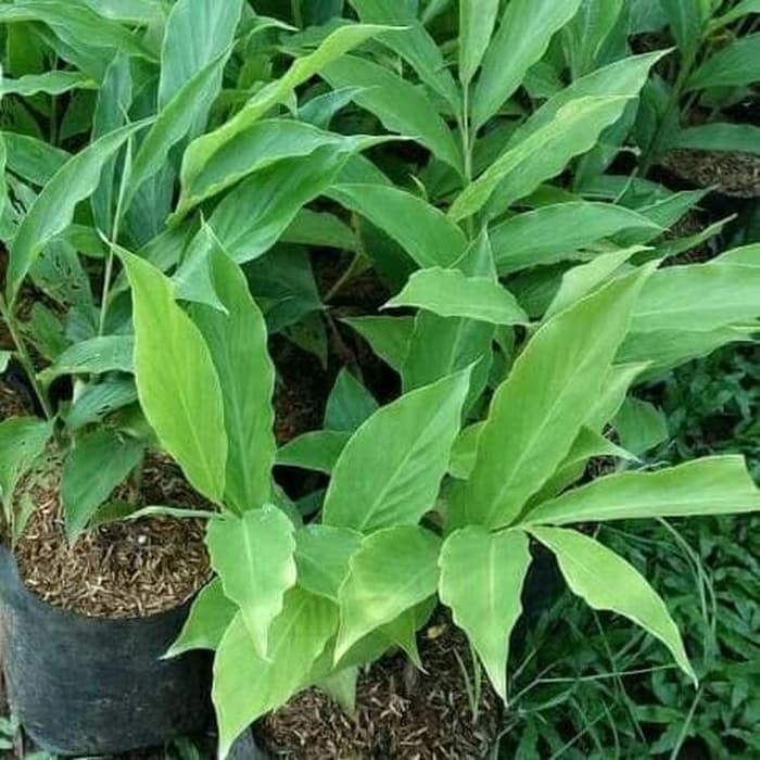 Tanaman Herbal Pohon Kecombrang Tanaman Herbal Honje Tanaman Herbal Pohon Kecombrang Tanaman Herbal Honje