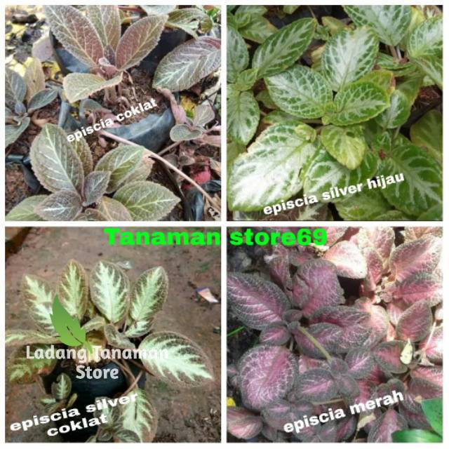 Paket tanaman hias episcia-tanaman gantung episcia beludru - tanaman gantung