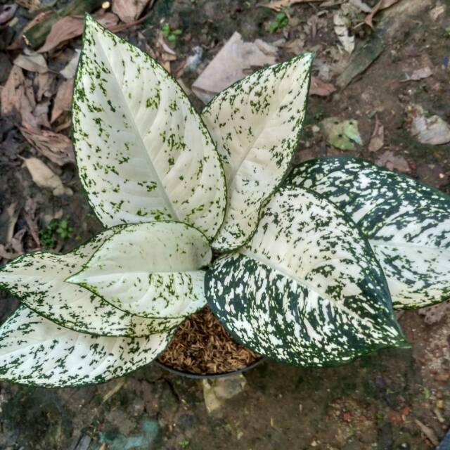 Aglonema big leaf