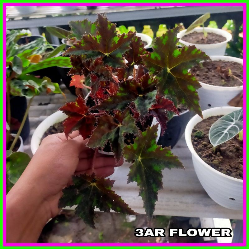 (BISA COD)TANAMAN HIAS BEGONIA BINTANG