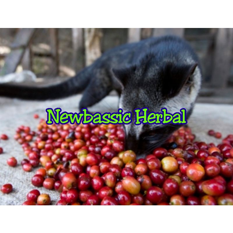 

biji kopi merah pakan luwak
