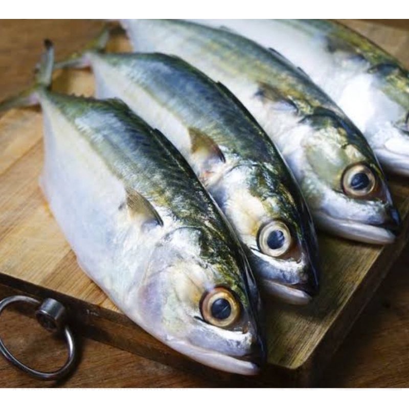 

Ikan kembung fresh surga kebutuhan ku