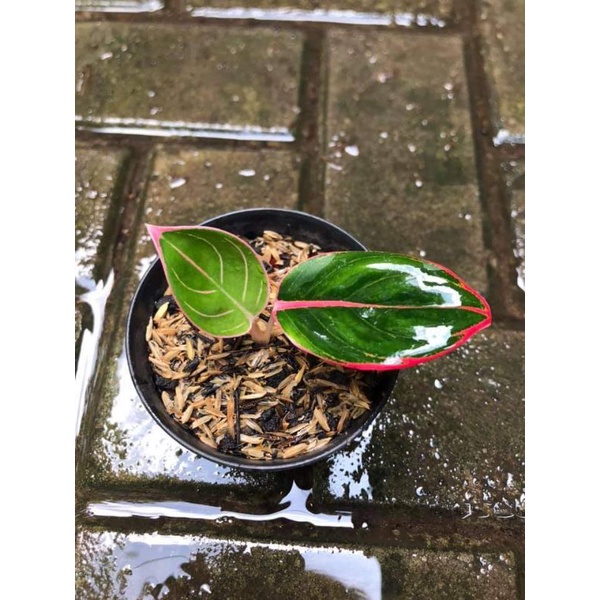 bibit aglonema Kanza asli