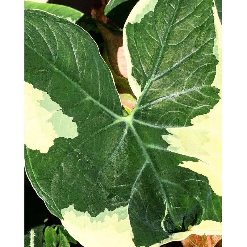 tanaman hias caladium xanthasoma albo variegata keladi tikus, mickey mouse, kantung semar