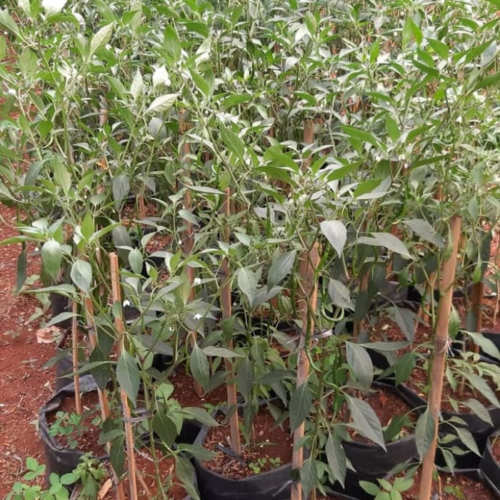 pohon cabe rawit kritik hijau / bibit pohon cabe