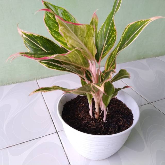 Aglaonema Lipstik