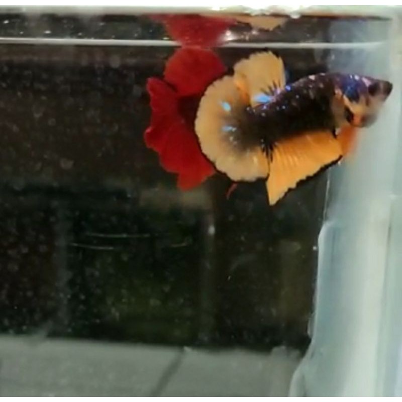 cupang hias jenis plakat orange galaxy