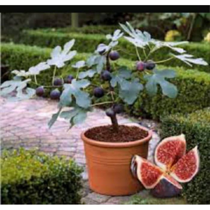 Bibit Tanaman Buah Tin Merah Segar