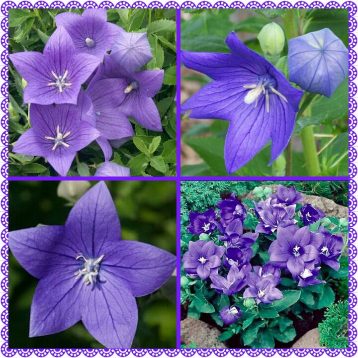 BIBIT BUNGA BALON BENIH BUNGA IMPORT