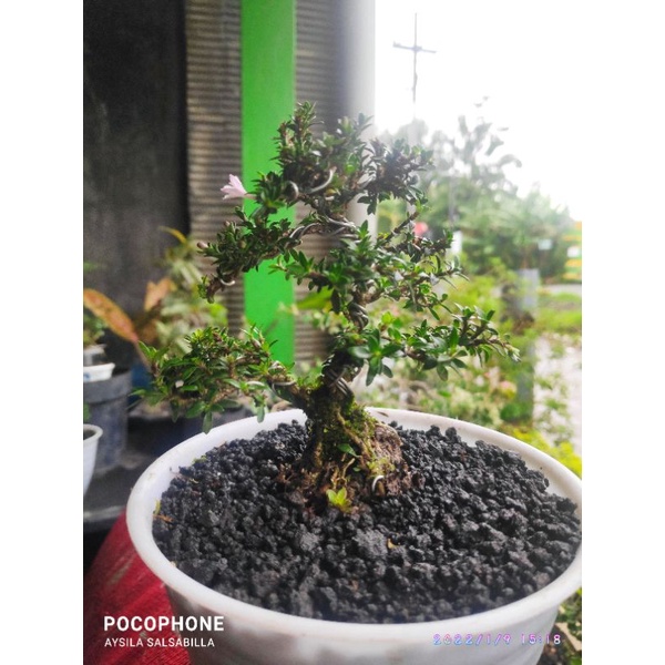 bonsai  mame serbin mikro