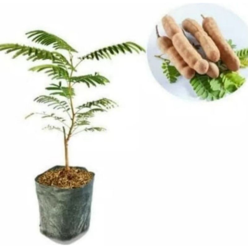 Pohon Asam Jawa Bibit Tanaman Bonsai Pohon Asem Jawa