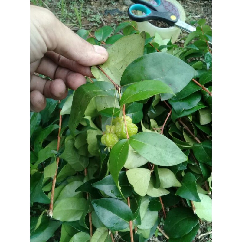 

Promo daun dewandaru segar 300gram