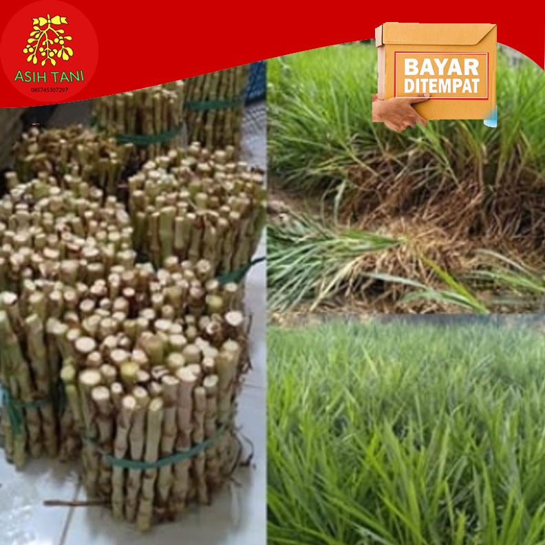 Benih Bibit Rumput Odot Bibit Rumput Pakan Ternak Sapi Kambing