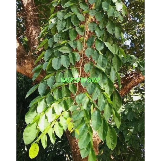 

DAUN ANGSANA SEGAR LANGSUNG PETIK / PTEROCARPUS INDICUS / DAUN SONOKEMBANG / ASAN / SENA / SONA / HASONA / LANGSONO / ASANA / SANA / LANGSANO / LANSANO / BABAKSANA / NARA / SANA KEMBANG