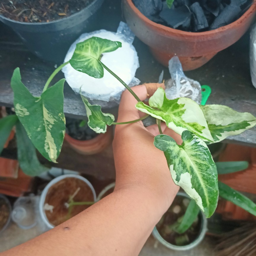 Syngonium Three King / Magic Marble