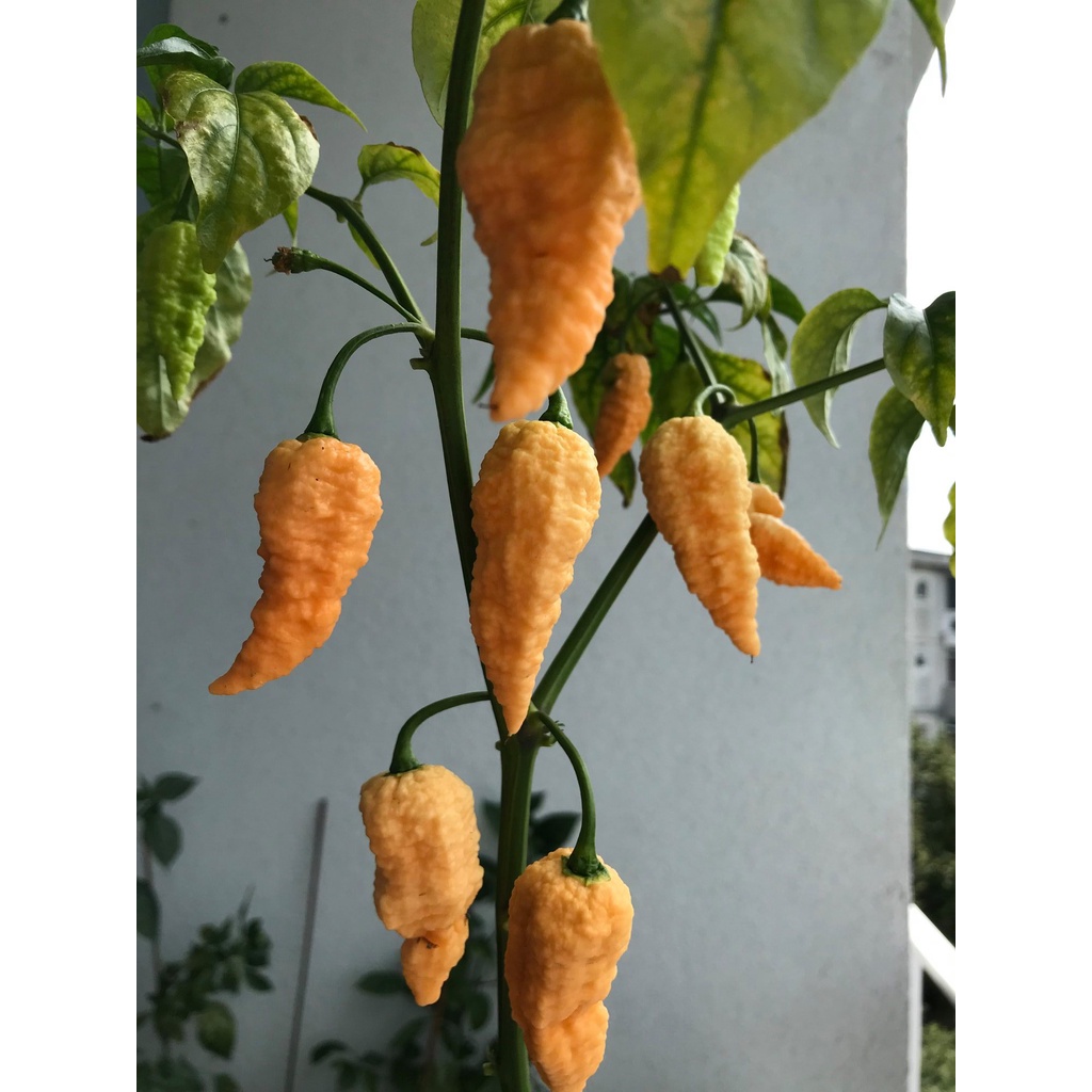 Benih Bibit Biji - Cabai Peach Ghost Jami Pepper Seeds