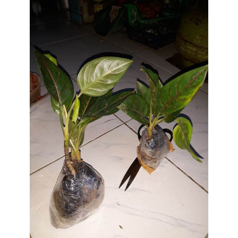 Aglonema Rotundum - Tanaman Aglonema Rotundum tigger