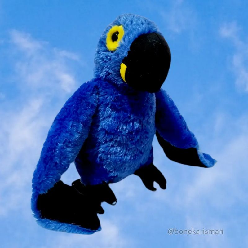 Hyacinth Macaw