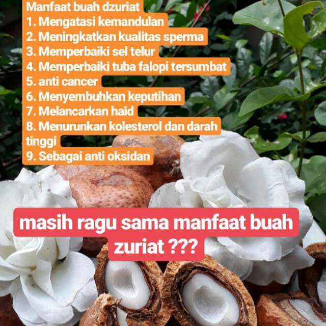 Buah Zuriat Sudah Di Potong - Potong / Zuriyat / Doum Satuan 100% Original Garansi Uang Kembali