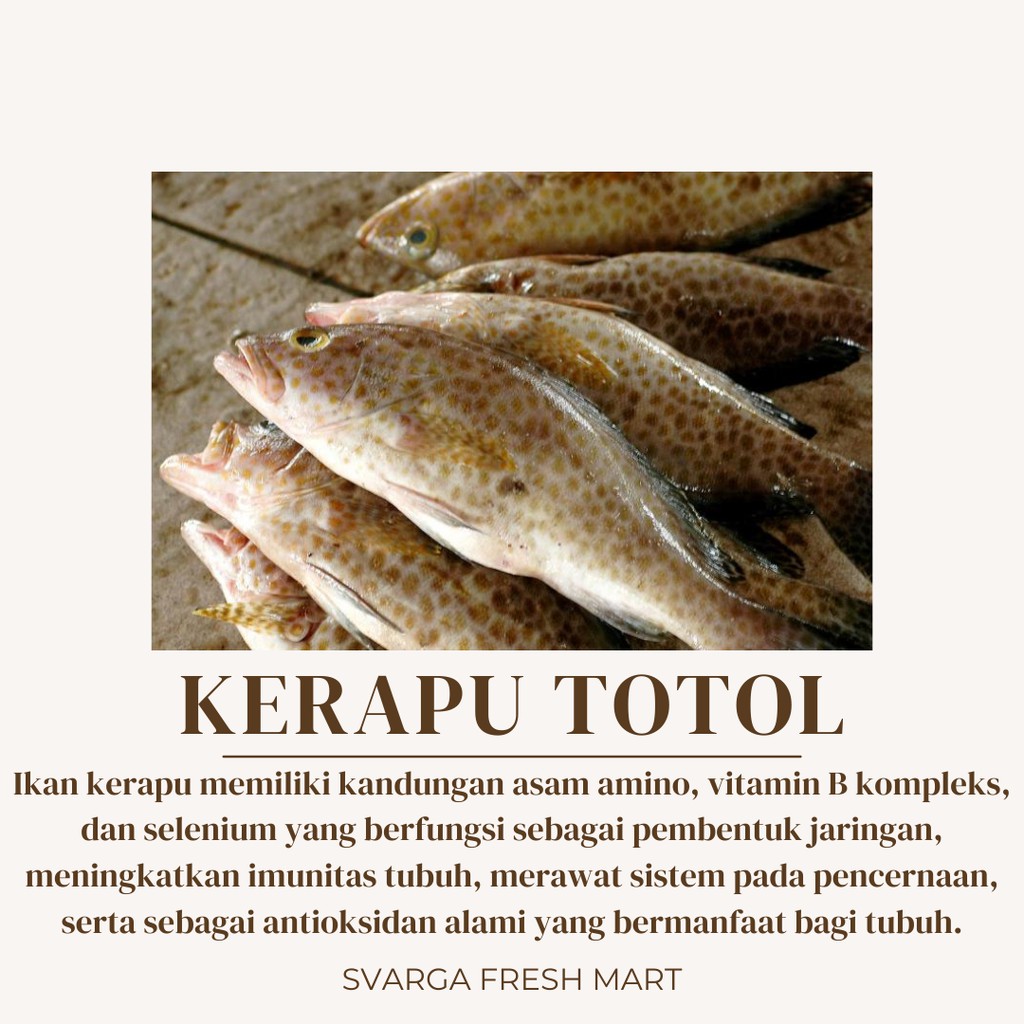 

Kerapu Totol
