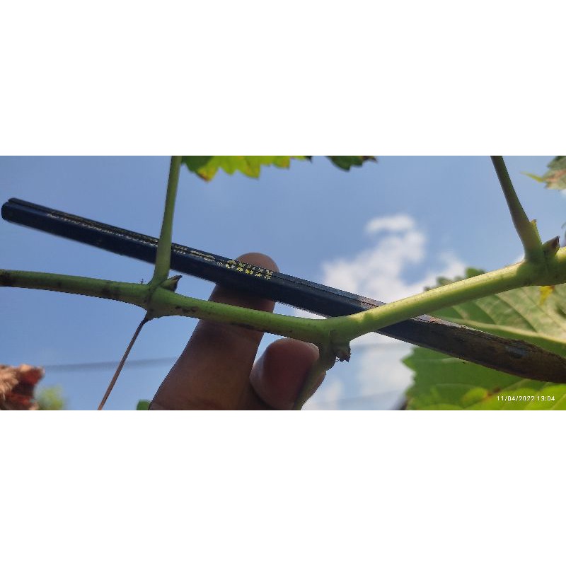 7 entress  anggur Tamaki valid