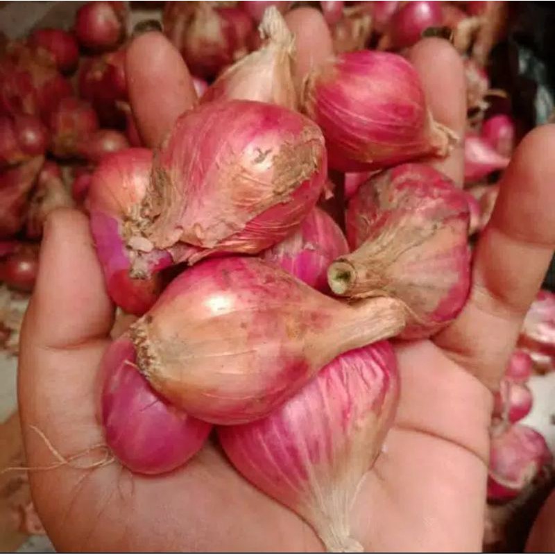 

Bawang merah sedang