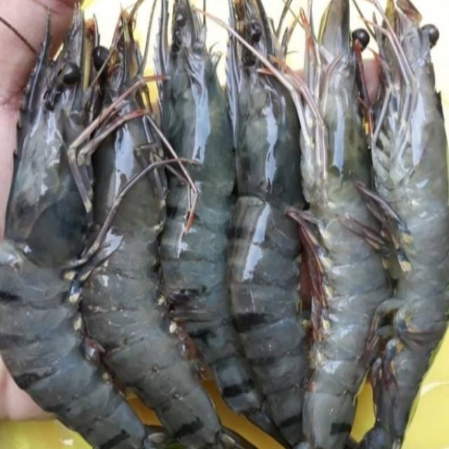 

Udang Pancet Fresh